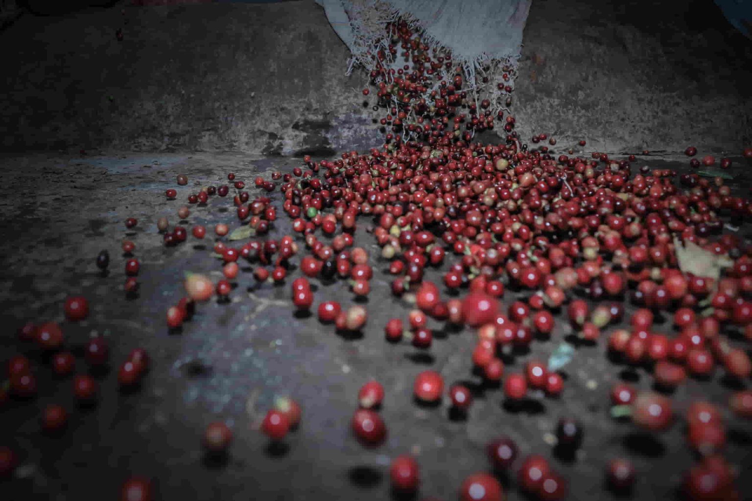 Geisha coffee variety