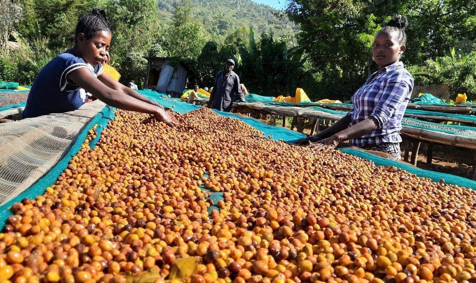 Yirgacheffe Anaerobic — Ethiopia (Anaerobic Microlot)
